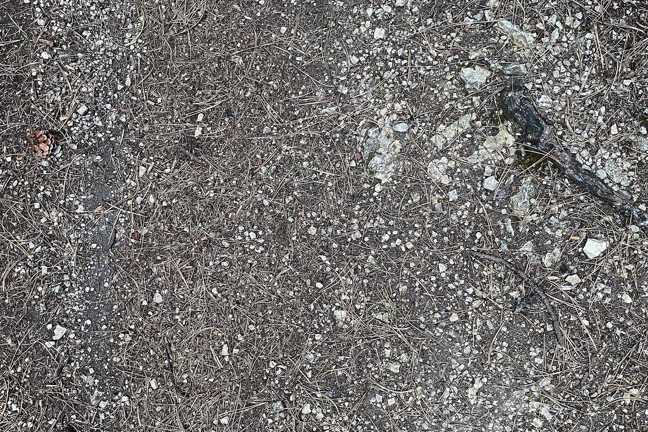 1639-image - Untergrund: Nadelwald