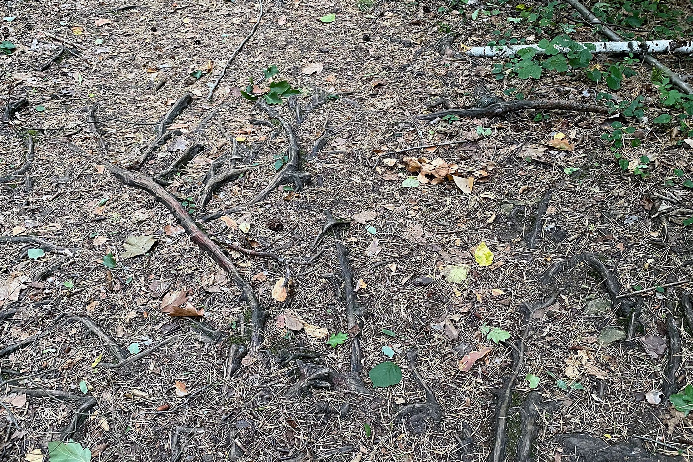 1640-image - Untergrund: Verwurzelter Boden