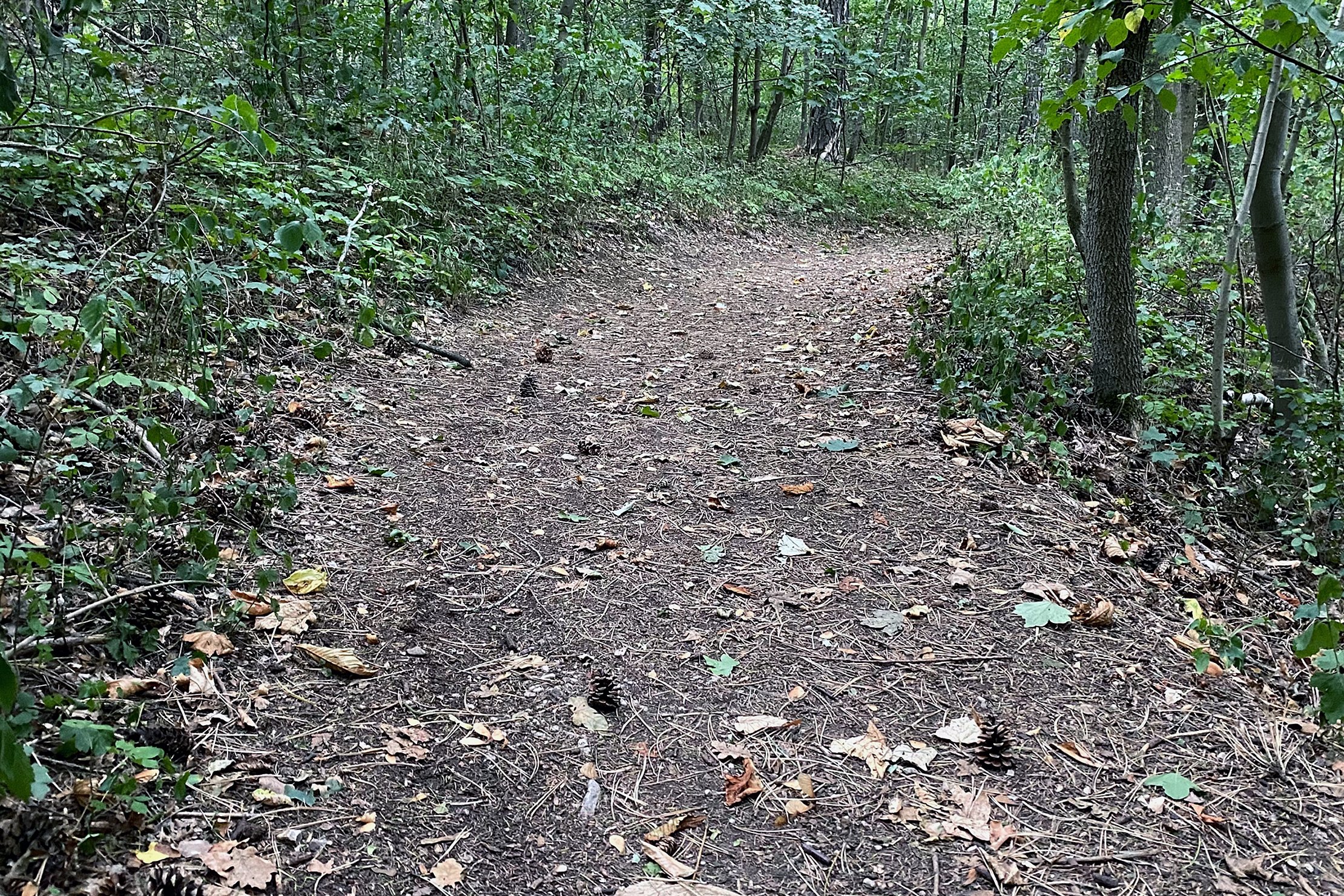 1637-image - Untergrund lose und enge Kurven